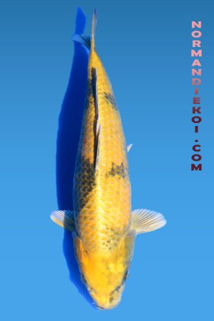Kin ki utsuri