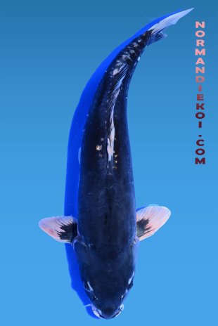 Doitsu karasugoi