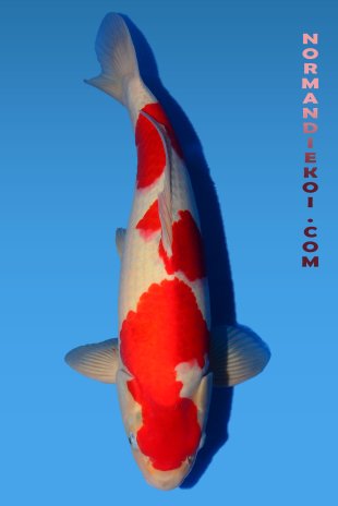 Goshiki