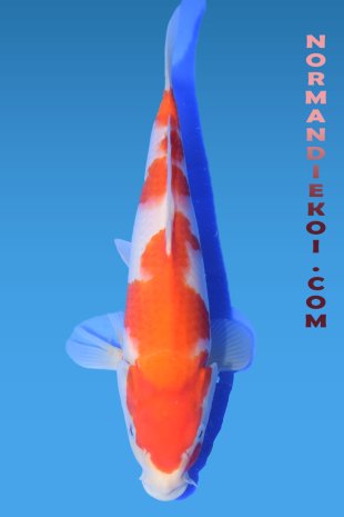 Kohaku