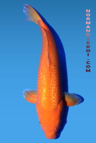Red karashigoi