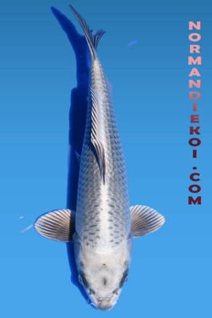 Mukashi ogon