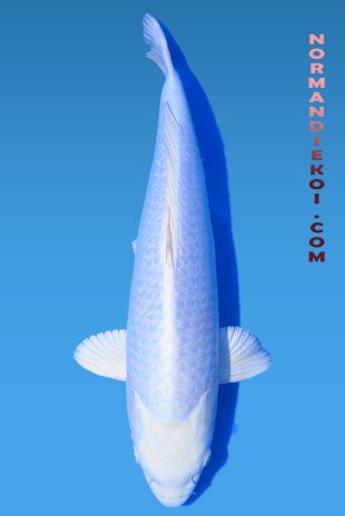 Purachina 