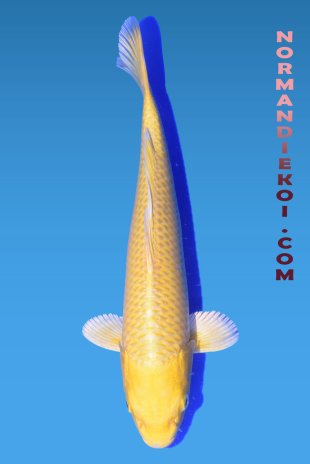 Yamabuki