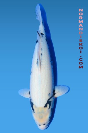 Matsubakawabake