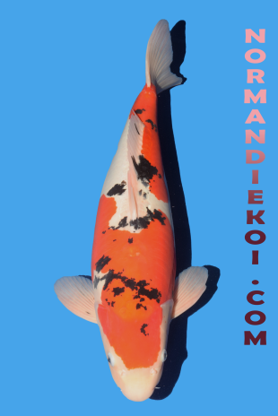 Doitsu sanke