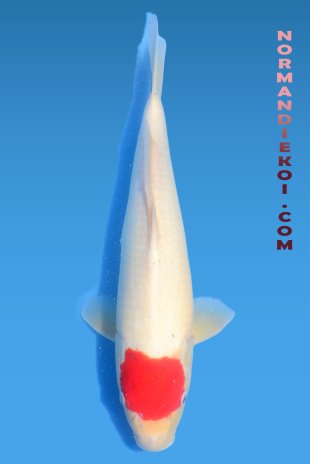Tancho kohaku