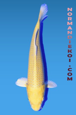 Yamabuki