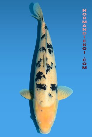 Shiro bekko