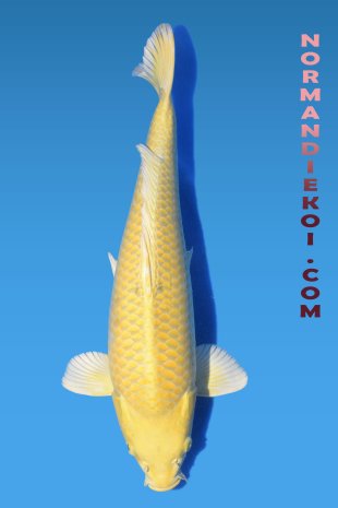 Yamabuki