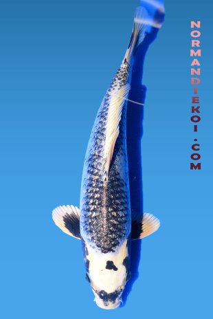 Ginrin matsubakawabake