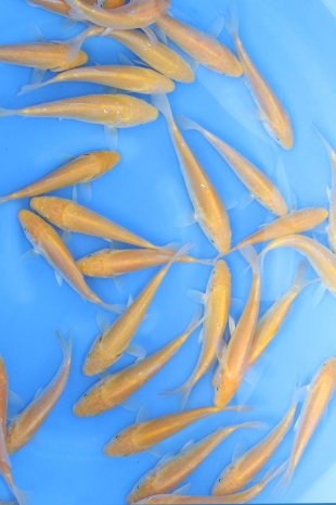 Karashigoi & Doitsu karashigoi / Marusei