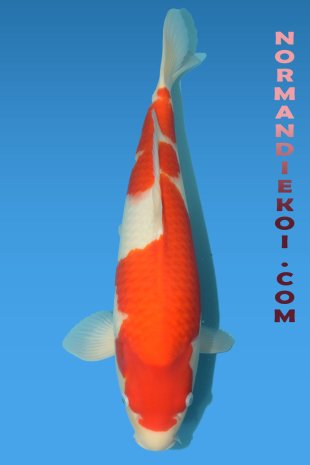 Kohaku