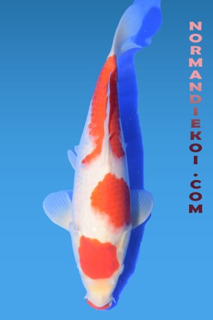 Kohaku