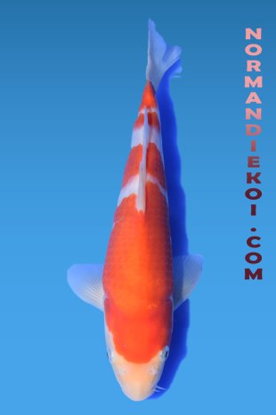 Kohaku