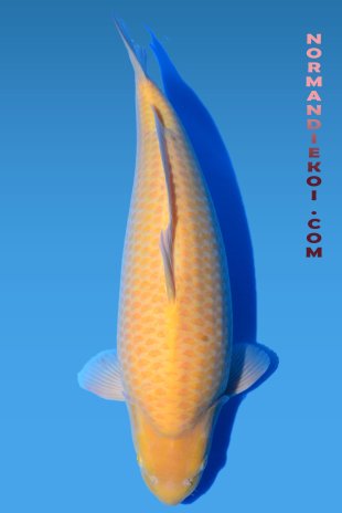 Karashigoi