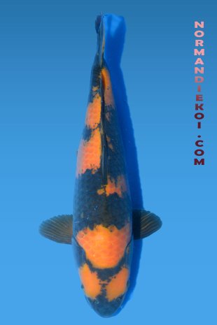 Ki utsuri