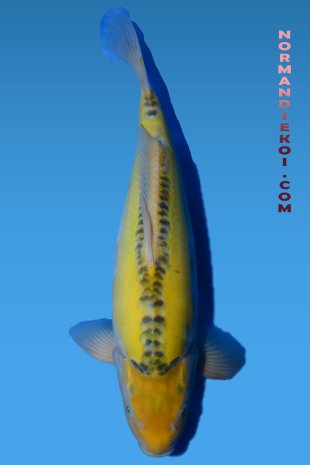 Ki shusui