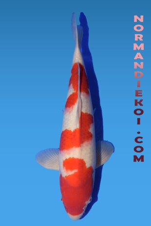 Kohaku