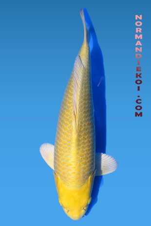 Yamabuki