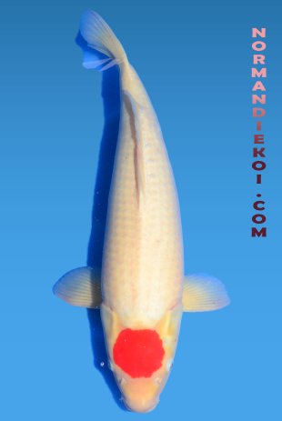 Tancho kohaku