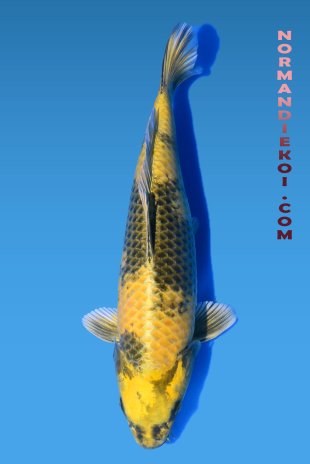 Kin ki utsuri