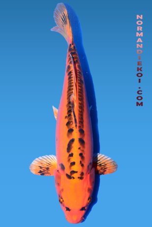 Mizuho ogon 
