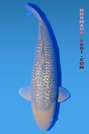 Chagoi 