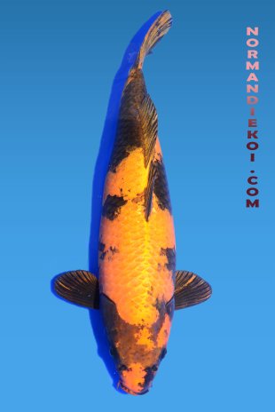 Kin ki utsuri