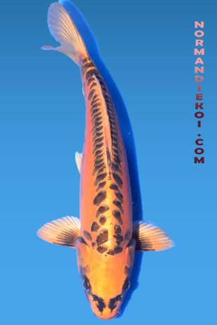 Mizuho ogon 