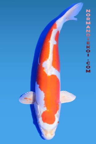 Kikusui