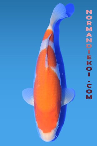 Kohaku
