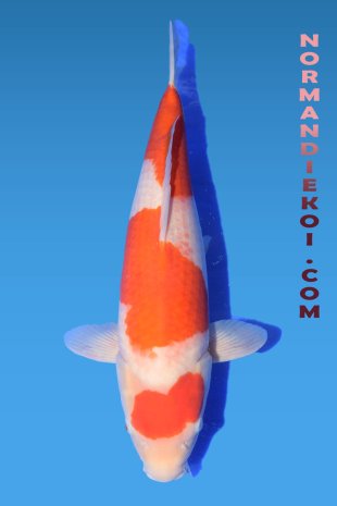 Kohaku