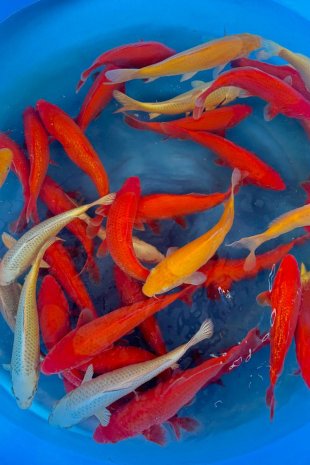 Mix muji / Odakan ( attention très peu de benigoi)