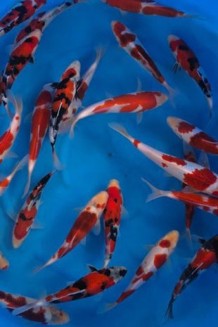 Goromo & sanke / Izumiya