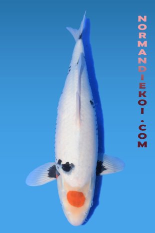 Beni Kumonryu