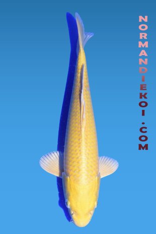 Yamabuki