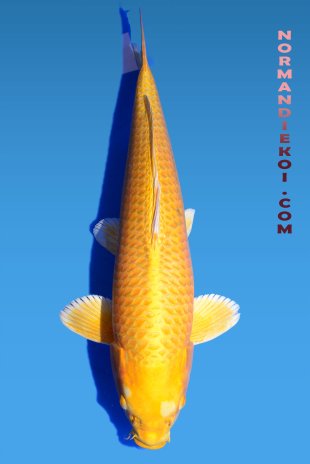 Yamabuki