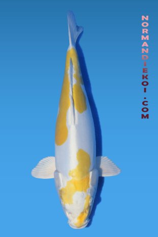 Doitsu hariwake