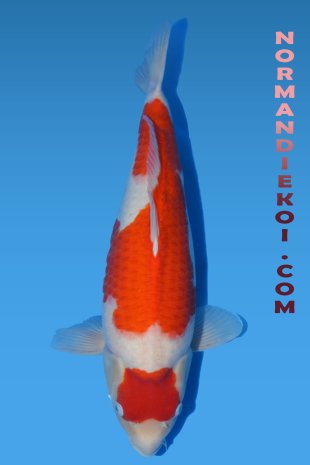 kohaku