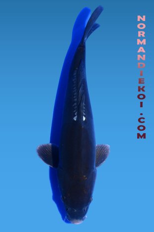 Doitsu ochiba shigure