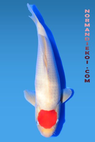 Tancho kohaku