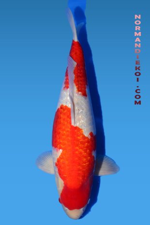 Ginrin kohaku