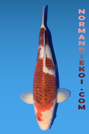 Goromo