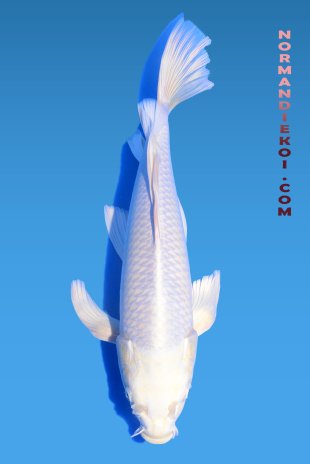 Purachina voile