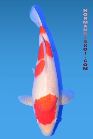 Kohaku