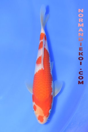Kohaku