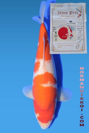 Kohaku