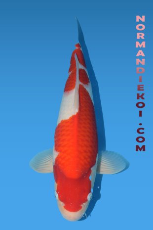 Kohaku