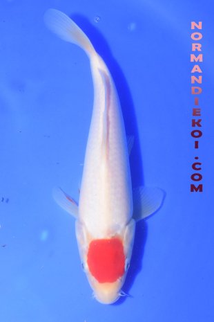 Tancho Kohaku